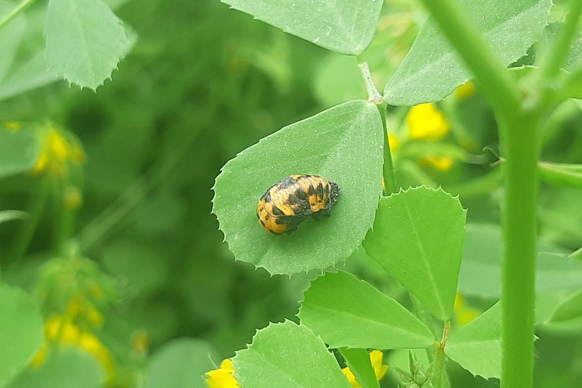 Preparing Pest Control Business Sale - illustration